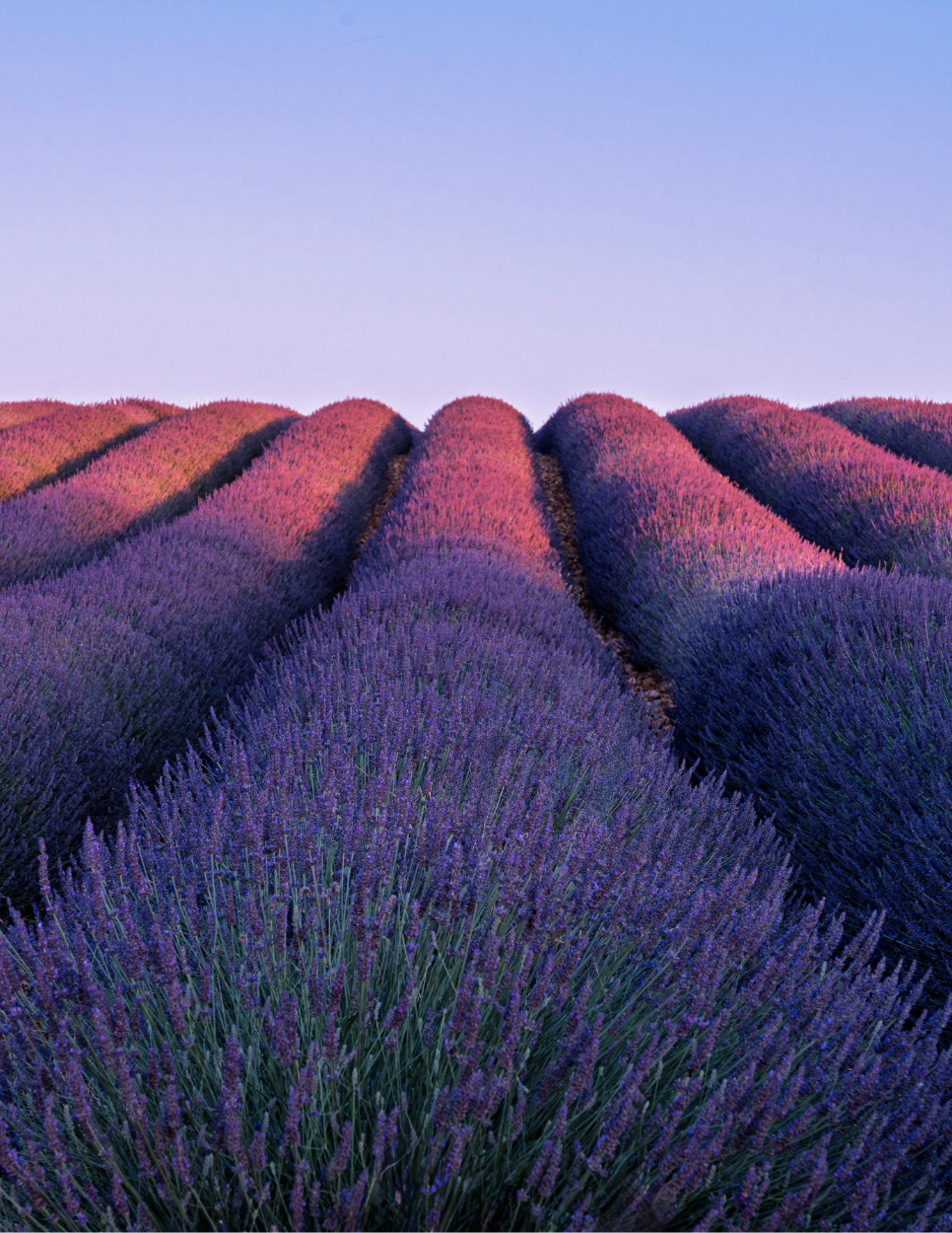 Art de la table provençal — ambiance sensorielle